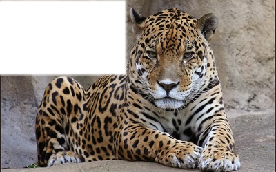 leopard Fotomontāža