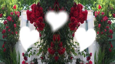 rosas Fotomontagem