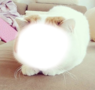 kedi yüzü Fotomontasje