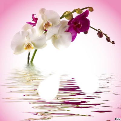 orchidee フォトモンタージュ