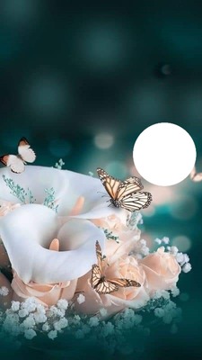 alcatras mariposa Montaje fotografico