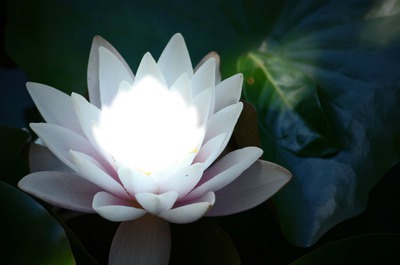 Lotus Fotómontázs