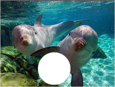 Delfinek Fotómontázs
