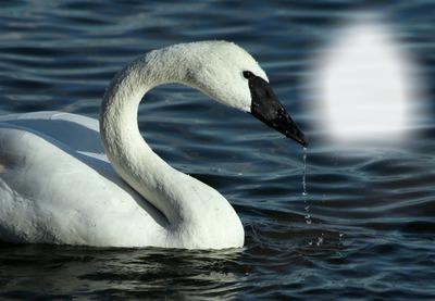 swan Photo frame effect