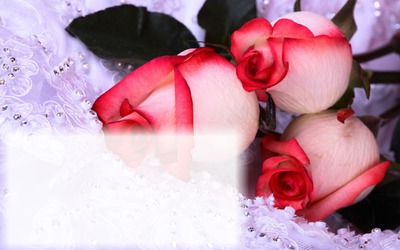 Three Red Roses Photomontage