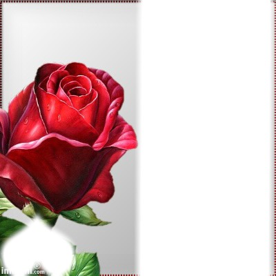 red rose Photo frame effect