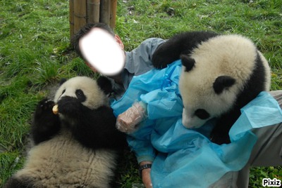 avec les panda Photomontage