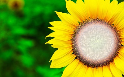 Large Sun flower Фотомонтажа