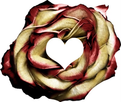 rose of my heart Fotomontaż
