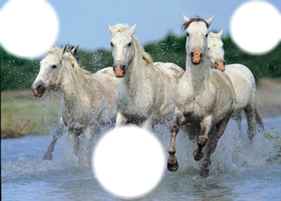 Chevaux Photo frame effect