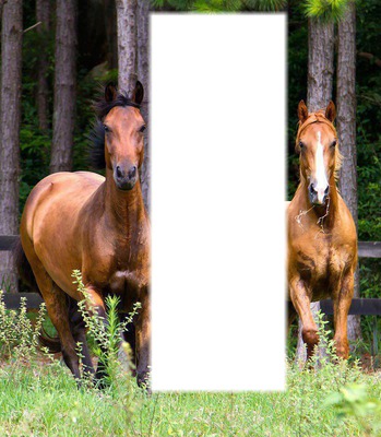 chevaux Fotomontaža