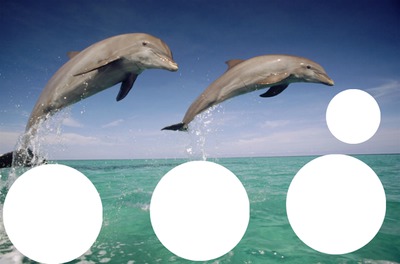 2 dauphins 4 photos Fotomontāža