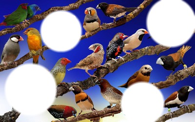 Oiseaux Fotomontage