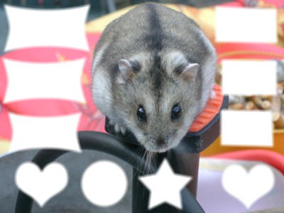 hamster Photo frame effect