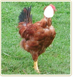 poulette Fotomontaggio