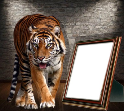 le tigre au portrait Fotomontažas