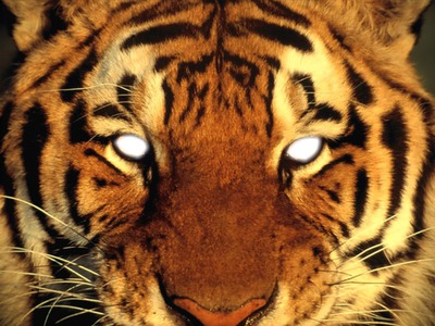 Montahe yeux tigre Fotomontage