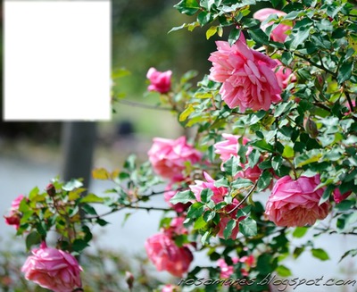 Les roses Fotomontage