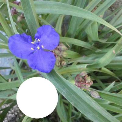 Blaue Iris Fotomontaż