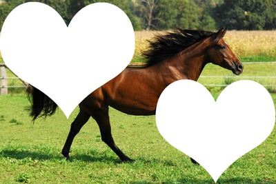 love cheval Fotómontázs