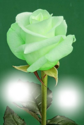 Rosa verde karen Fotomontage