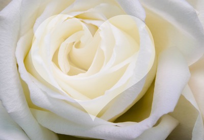 rosa blanca Fotomontagem