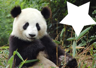 cute panda Fotomontage