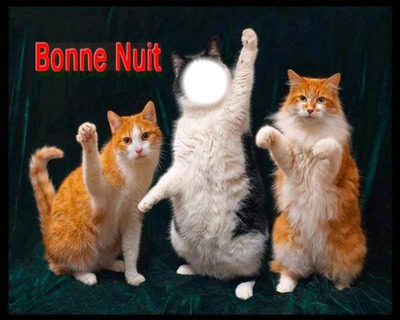 chat chat chat Fotomontage