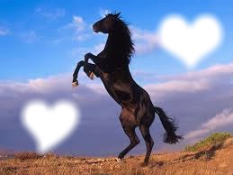 ilove my horse Photo frame effect