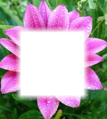 flower frame Photomontage