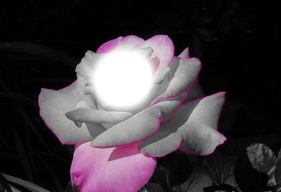 pink rose Fotomontāža