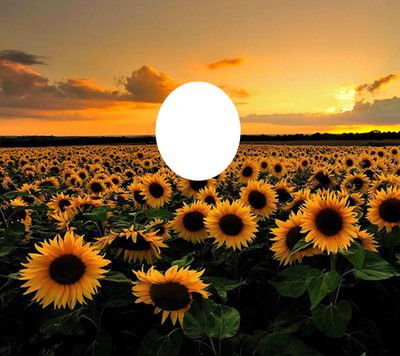 sun flowers Fotomontaggio