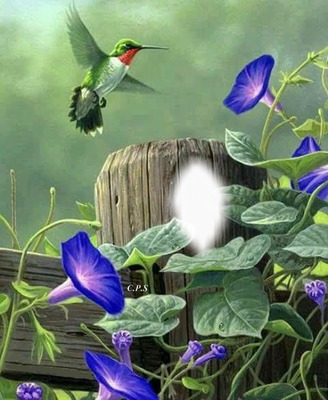 Cc campanillas y colibrí Φωτομοντάζ