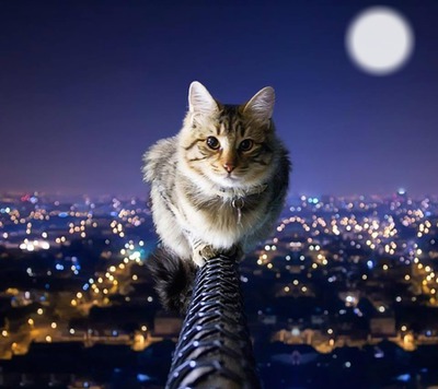 gatito nocturno Фотомонтаж