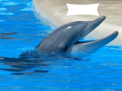 dolphin Fotomontage