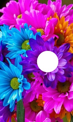 colorfull daisys Fotoğraf editörü