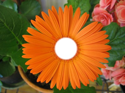 Gerbera orange Fotomontasje