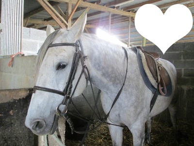 cheval love Fotomontaža