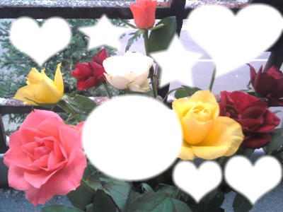 Roses des neiges Fotomontage