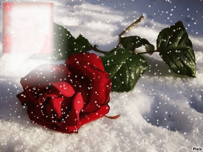 Cadre rose rouge Фотомонтажа