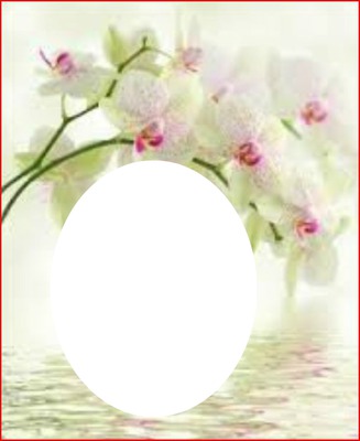 Orchidée blanc Fotomontaggio