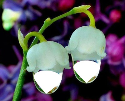 orquidea Fotomontagem