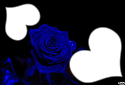 rose bleu Fotomontaż