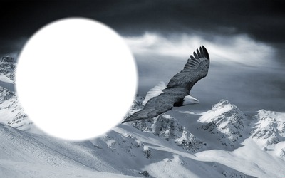 Adler im Flug Photomontage