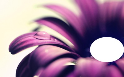 fleur violet Fotomontáž
