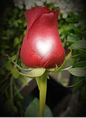 Cc Una rosa roja Fotomontaža