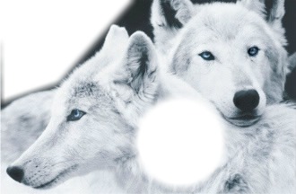 loups blancs Fotomontage