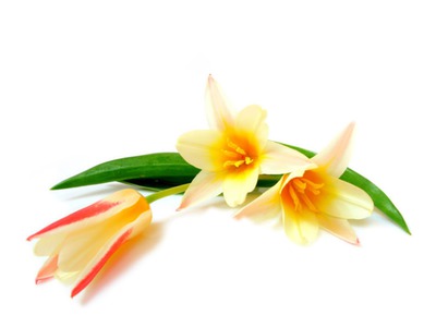tulipes* Montaje fotografico