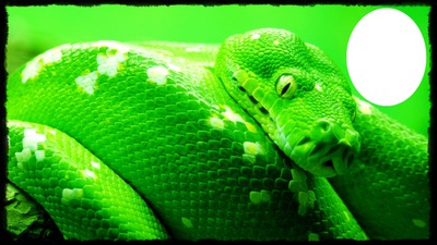 serpent Fotomontaggio