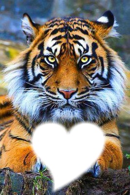 tigre protecteur Photomontage